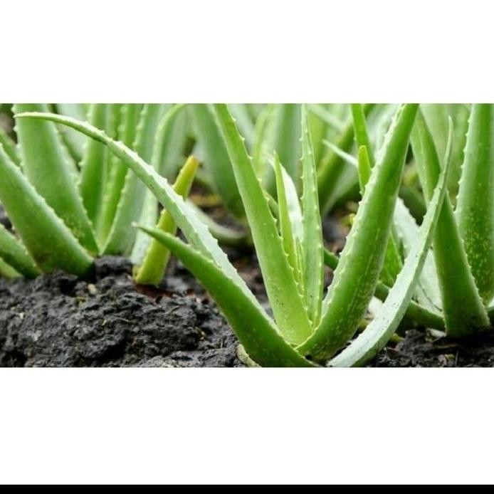 

Terlaris Tanaman Hias/Herbal Lidah Buaya Aloe Vera Bibit