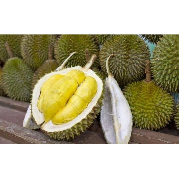

Terlaris Bibit Buah Durian Monthong - Tinggi 1 Meter
