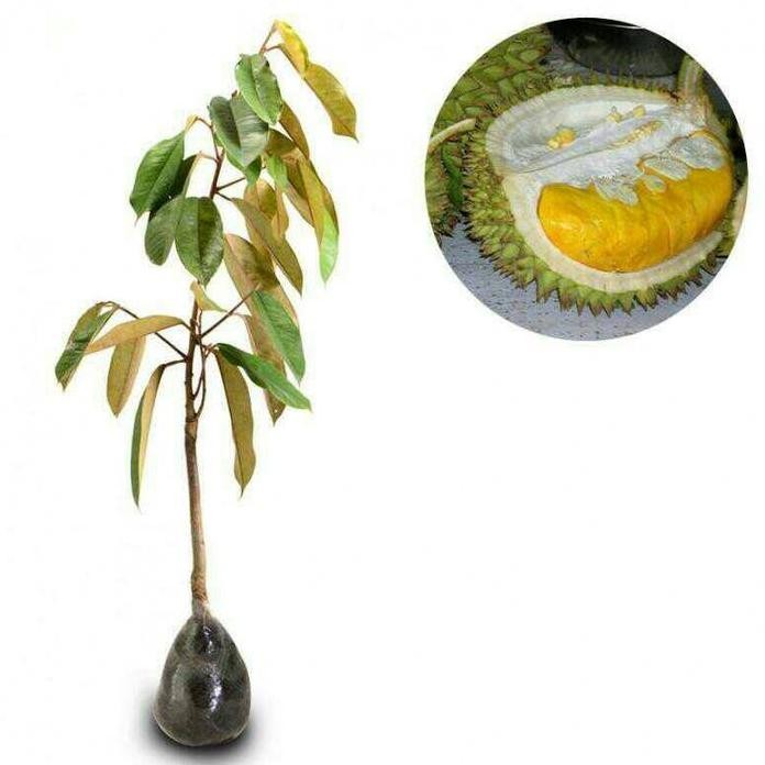 

Terlaris Bibit Tanaman Durian Musangking