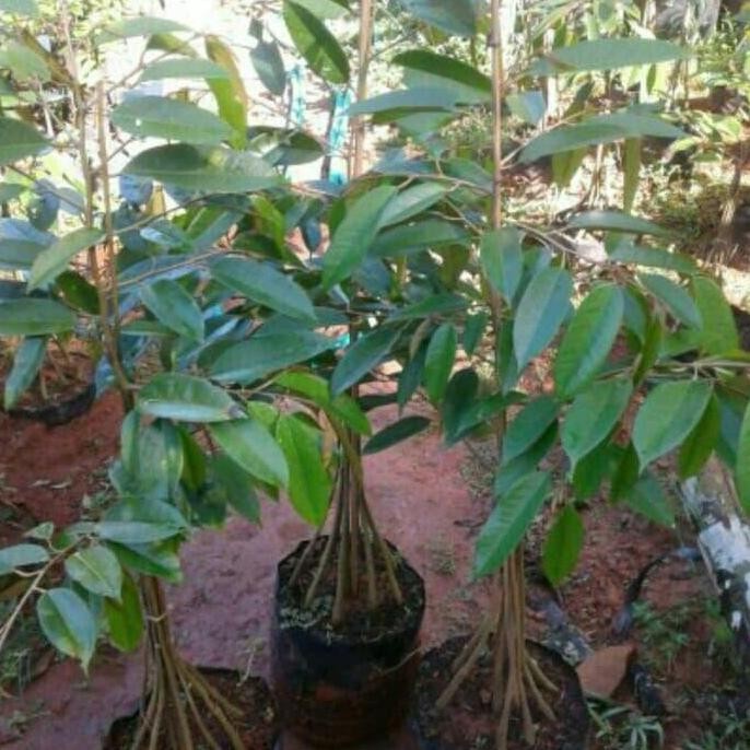 

Terlaris Bibit Durian Musangking Kaki 10