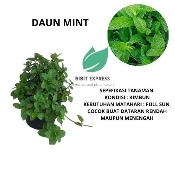 

Terlaris New Tanaman Daun Mint /Bibit Daun Mint / Tanaman Herbal Mint
