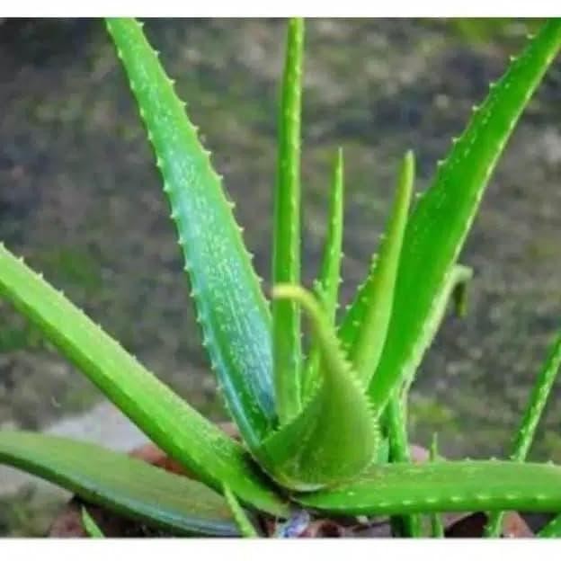 

Terlaris Tanaman Herbal Bibit Lidah Buaya Herbal Kecantikan