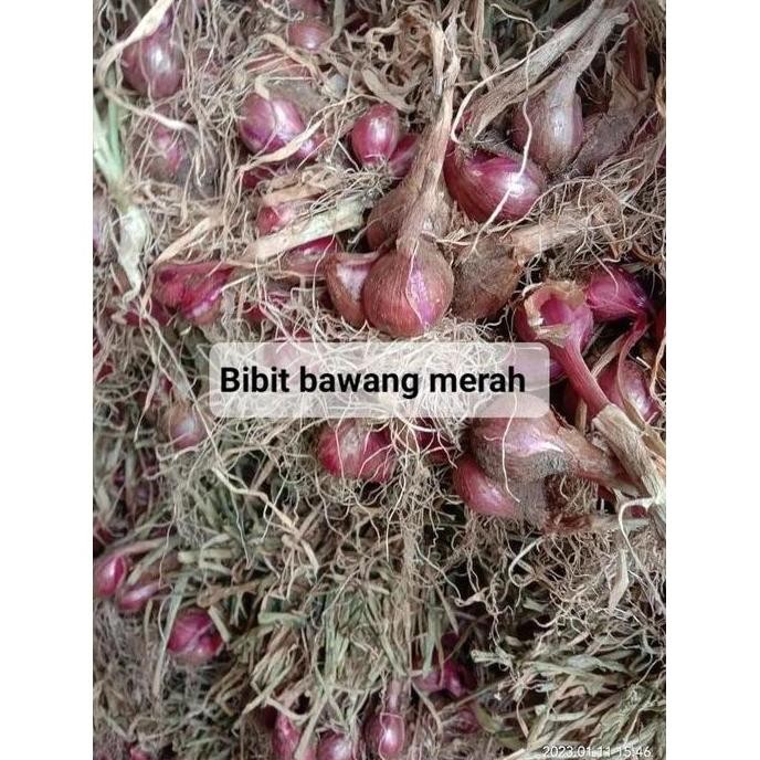 

Terlaris Terbaru 5 Kg Bibit Benih Bawang Merah Tinggal Tanam Kering Terlaris