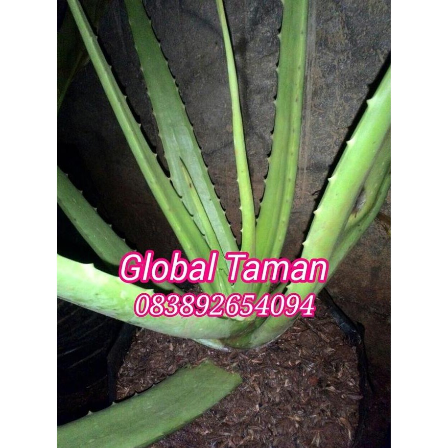 

Terlaris Bibit Tanaman Lidah Buaya Aloevera, Pohon Lidah Buaya Aloevera