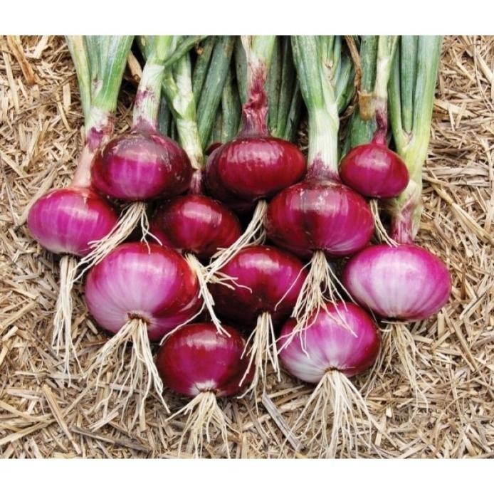 

Terlaris Hot Amefurashi 1 Bibit / Benih / Seeds Sayur Bawang Merah Red Onion