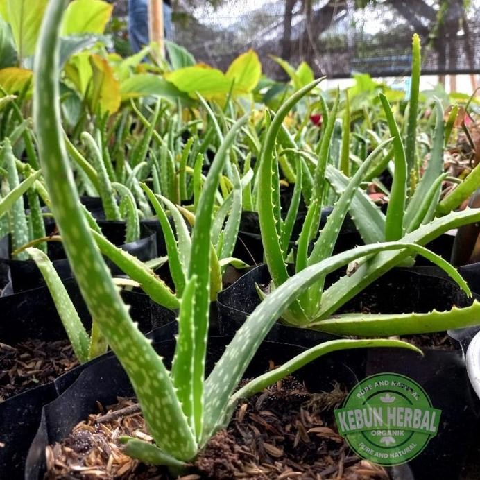 

Terlaris Terlaris Bibit Lidah Buaya/Aloe Vera