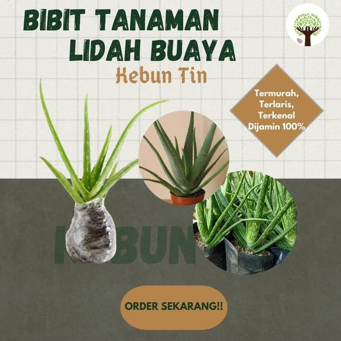 

Terlaris Bibit Tanaman Lidah Buaya Pohon Hias Bibit Lidah Buaya Aloe Vera