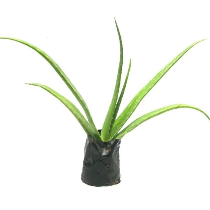 

Terlaris Bibit Bunga Lidah Buaya / Aloe Vera