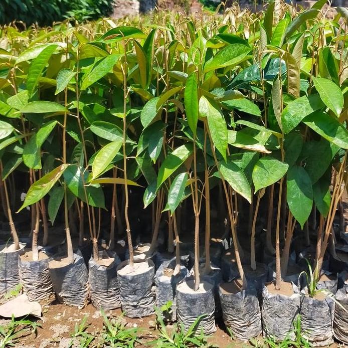 

Terlaris Bibit Buah Durian