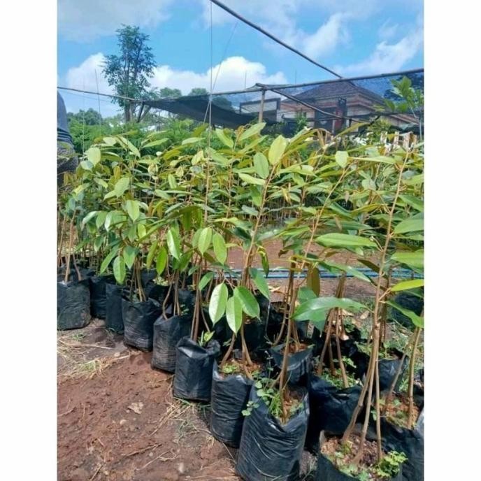 

Terlaris Fres Y3S& Bibit Tanaman Buah Durian Super Tembaga Kaki 3 Okulasi 1 Valid