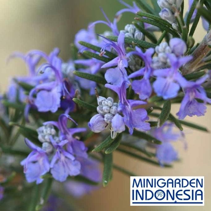 

Terlaris Benih Herbal Bunga F1 Rosemary Eceran 3 Biji Mr. Fothergills Bibit