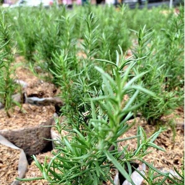 

Terlaris Rosemary Bibit Tanaman Herbal Rosmery Rosmeri Wangi Arom Omzfpr 8634Yf