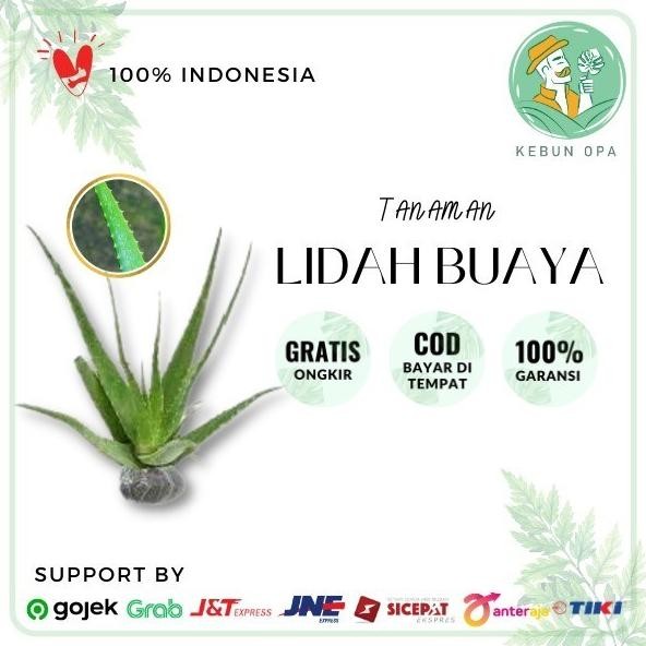 

Terlaris Gebyarrmaniszzz!! Bibit Tanaman Lidah Buaya Aloe Vera Segar