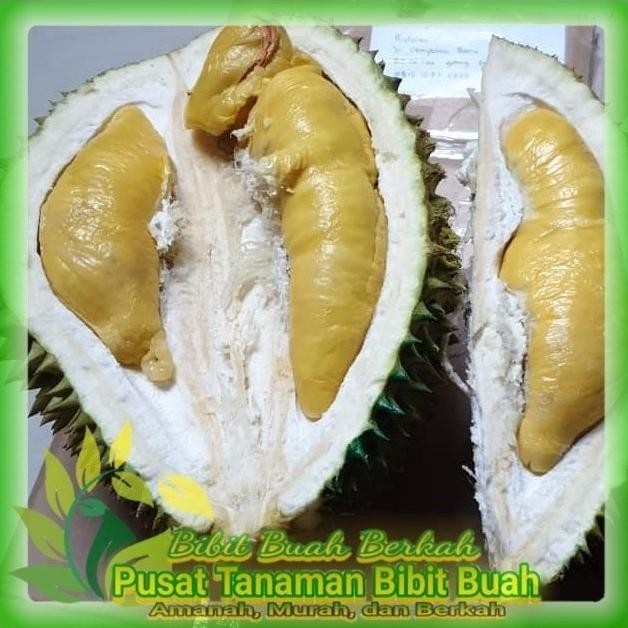 

Terlaris Bibit Durian Musangking Kaki 3 Hasil Okulasi