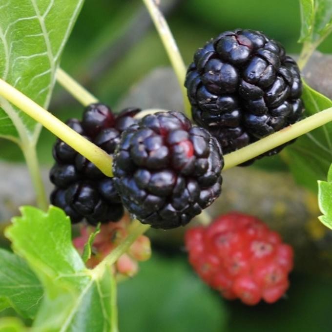 

Terlaris Bibit Murbei, Strawberry Dan Daun Mint Kirbko 3869Js