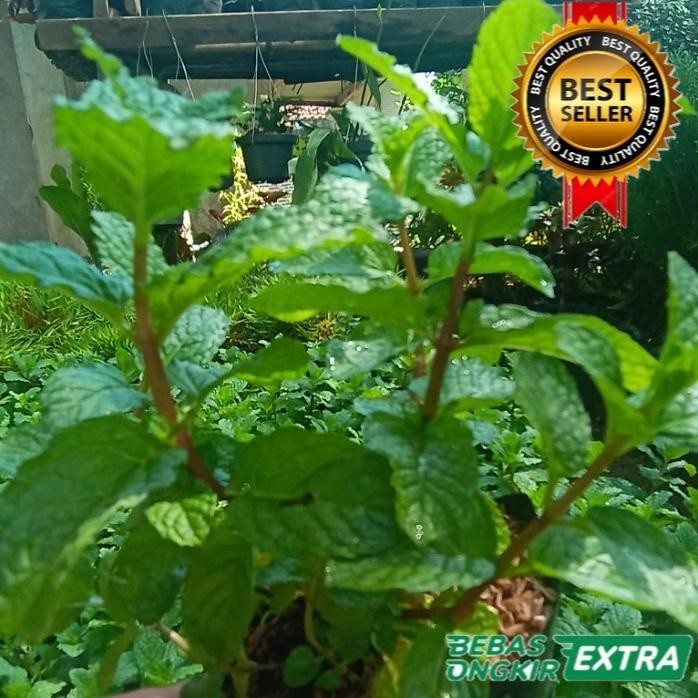 

Terlaris 1 Paket Isi 4 Bibit Tanaman Daun Mint Herbal