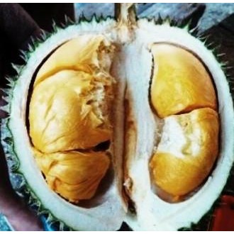 

Terlaris Bibit Pohon Durian D24 Kaki 3 (Asli 100%)