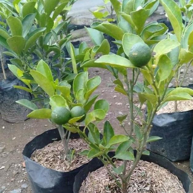 

Terlaris Bibit Tanaman Buah Jeruk Nipis Berbuah Topp