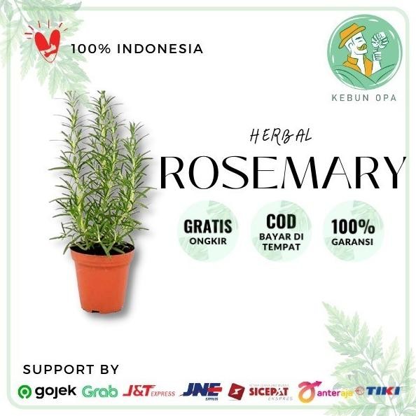 

Terlaris Rediy Bibit Tanaman Herbal Rosemary