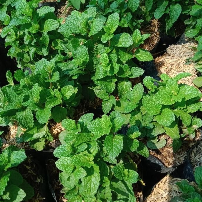 

Terlaris Bibit Daun Mint Super Berkuwalitas Dan Daun Sdh Rimbun.