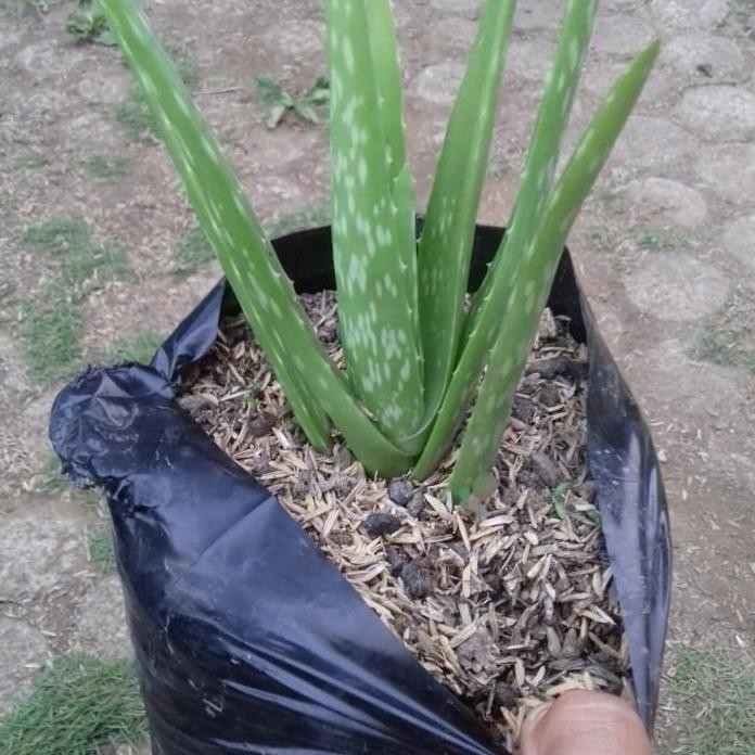 

Terlaris Bibit Tanaman Lidah Buaya-Tanaman Lidah Buaya(Herbal)