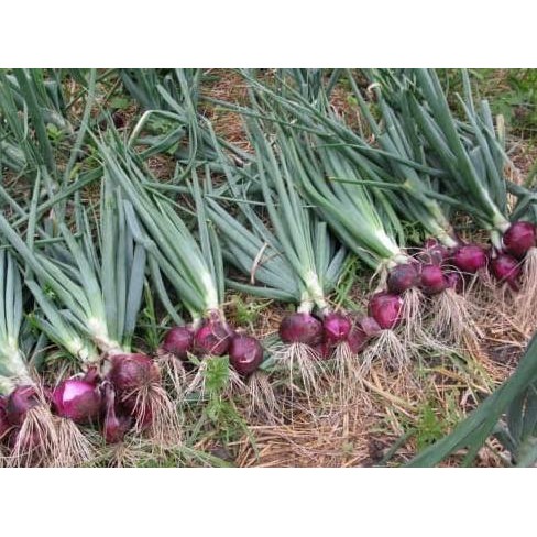 

Terlaris 4Man Benih-Bibit Bawang Merah Red Burgundy (Haira Seed)