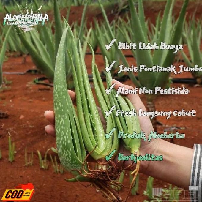 

Terlaris Bibit Lidah Buaya Pontianak - Usia 4 Bulan ( Jenis Chinencis Jumbo. )