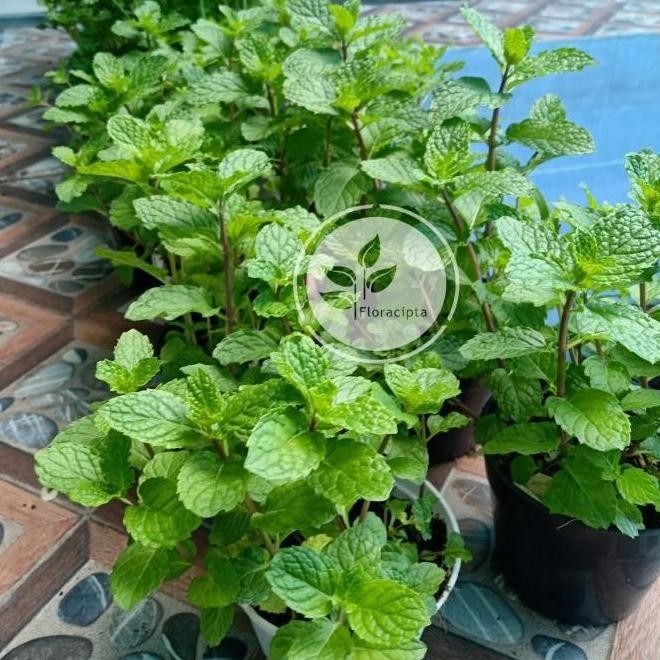 

Terlaris Ankn Pohon Mint Menthol - Bibit Tanaman Mint Satu Pot - Daun Mint Herba