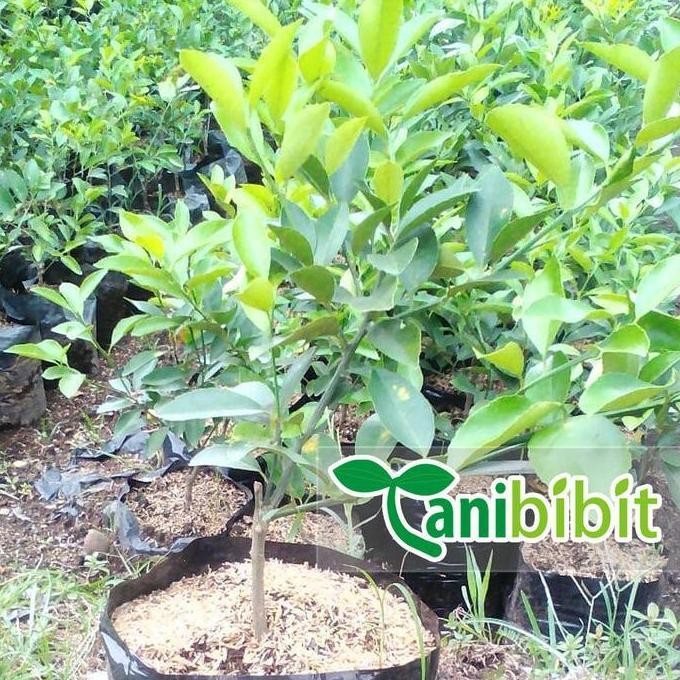 

Terlaris Bibit Jeruk Nipis Super - Tanaman Pohon Jeruk Nipis Az