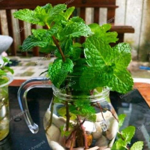 

Terlaris New Bibit Daun Mint Herbal