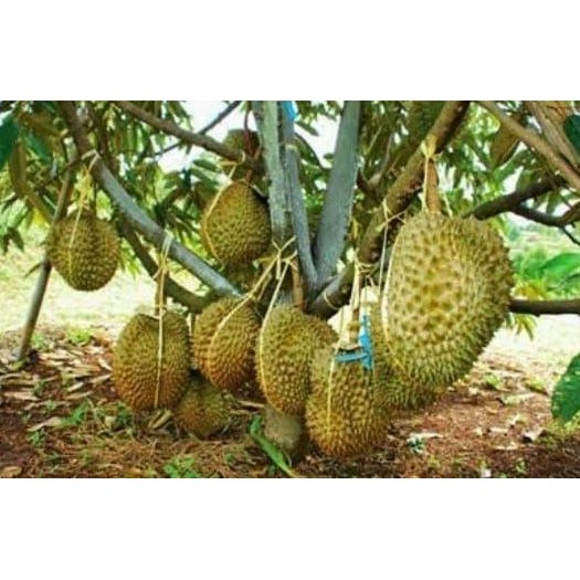 

Terlaris Bibit Durian Montong Super