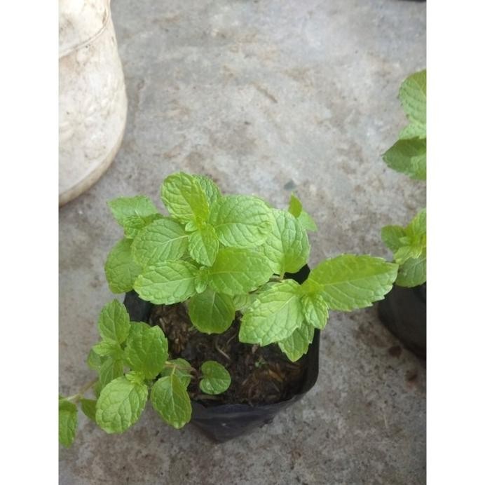 

Terlaris Bibit Daun Mint Berkualitas, Subur Dan Segar Ngwopk 1902Lc