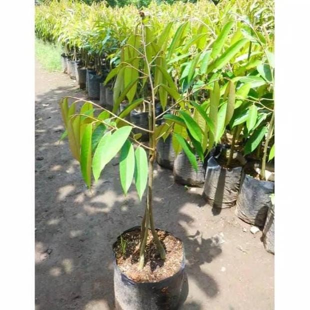 

Terlaris Bibit Durian Musangking Kaki 3 Bonus Sirsak Madu Sedling