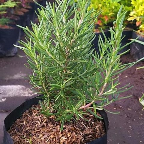 

Terlaris Bibit Tanaman Rosemary