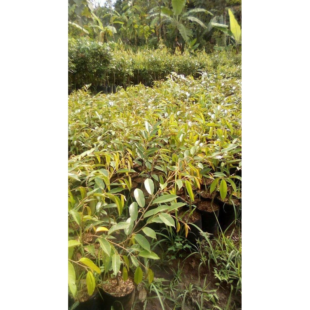 

Terlaris Bibit Pohon Durian Montong | Tanaman Buah