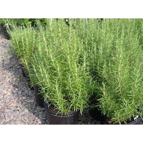 

Terlaris Bibit - Benih - Seeds Herb Rosemary Herbal Wangi Dan Harum