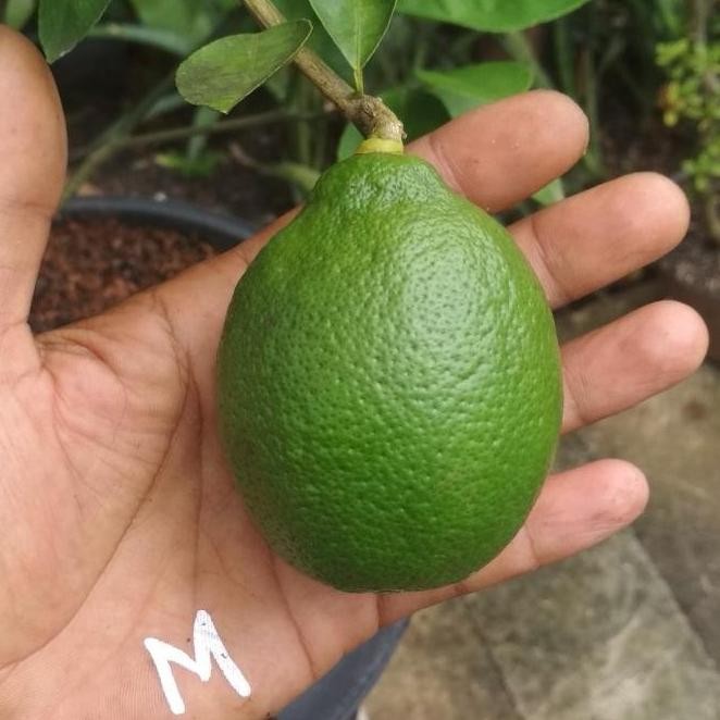 

Terlaris Bibit Jeruk Nipis Jumbo, Buah Besar Ax