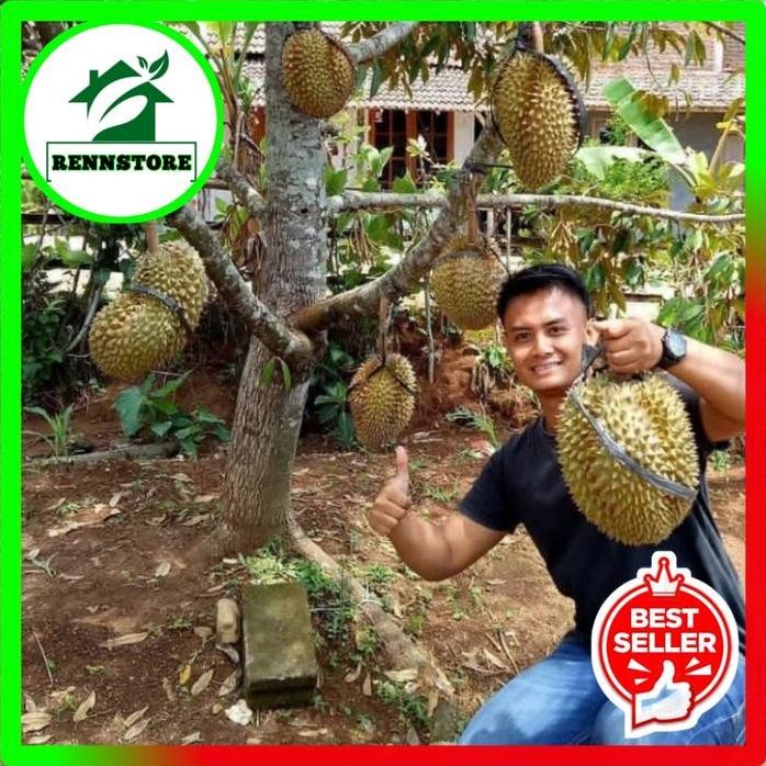 

Terlaris Bibit Durian Bawor Hasil Okulasi Unggul Berkualitas