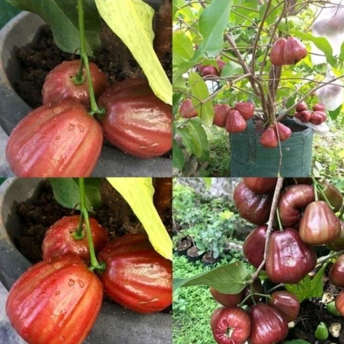 

Terlaris Bibit Tanaman Buah Jambu Air Dalhari Ukuran 1 Meter Up Batang Besar Premium