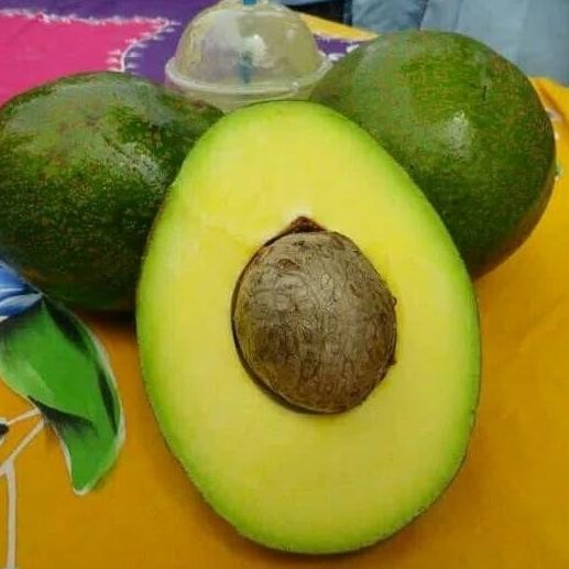 

Terlaris Paket Bibit 1 Bibit Alpukat Mikki Hawai Durian Musangking Namlung