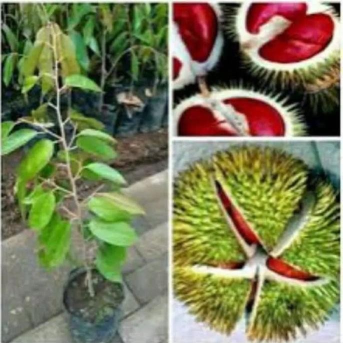 

Terlaris Bibit Durian Merah Super Murah