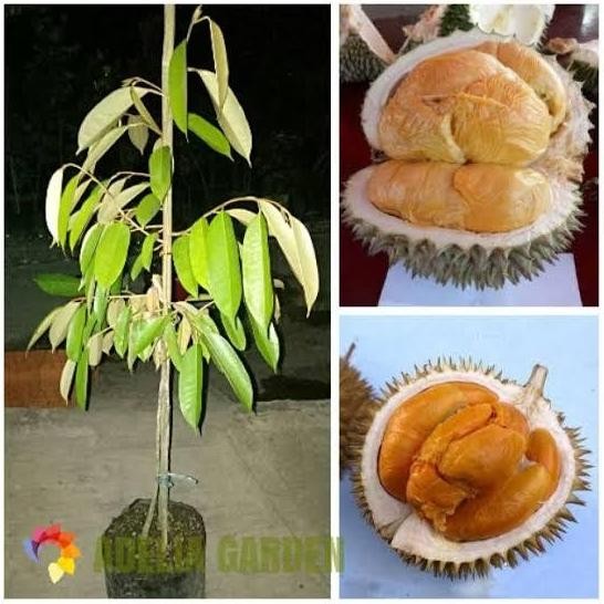 

Terlaris Bibit Durian Kaki Tiga Duri Hitam Super