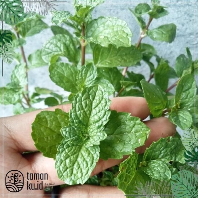 

Terlaris Tanaman Daun Mint Spearmint Bibit Daun Mint