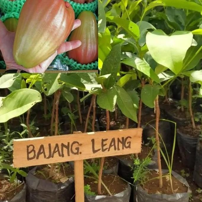 

Terlaris Bibit Pohon Jambu Air Bajang Leang Super Jumbo