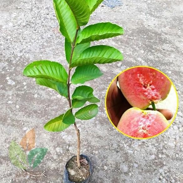 

Terlaris Bibit Jambu Kristal Merah Cepat Berbuah