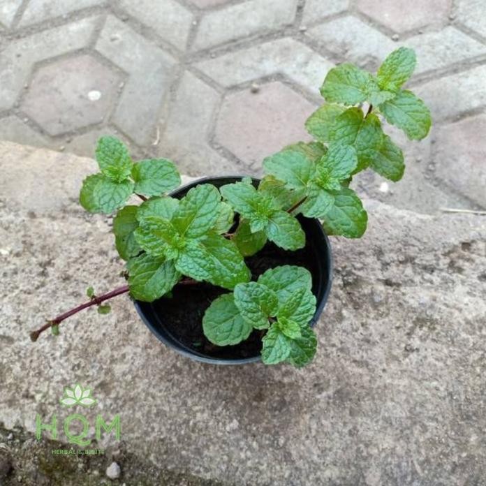 

Terlaris Bibit Tanaman Herbal Daun Mint - Peppermint - Menthol