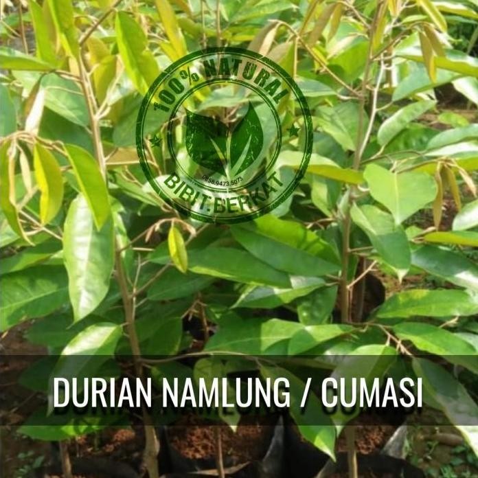 

Terlaris Promo Hemat 10 Bibit Durian Namlung Cumasi 50 Cm, Gratis Bibit Pala