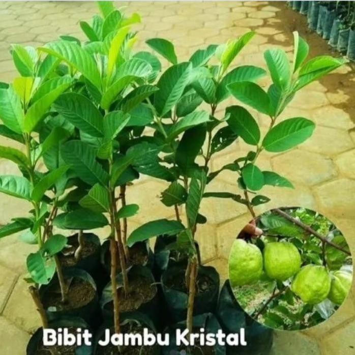 

Terlaris Bibit Tanaman Buah Jambu Kristal Taiwan