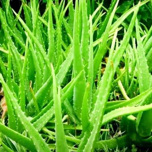 

Terlaris Bibit Tanaman Herbal Lidah Buaya / Pohon Lidah Buaya