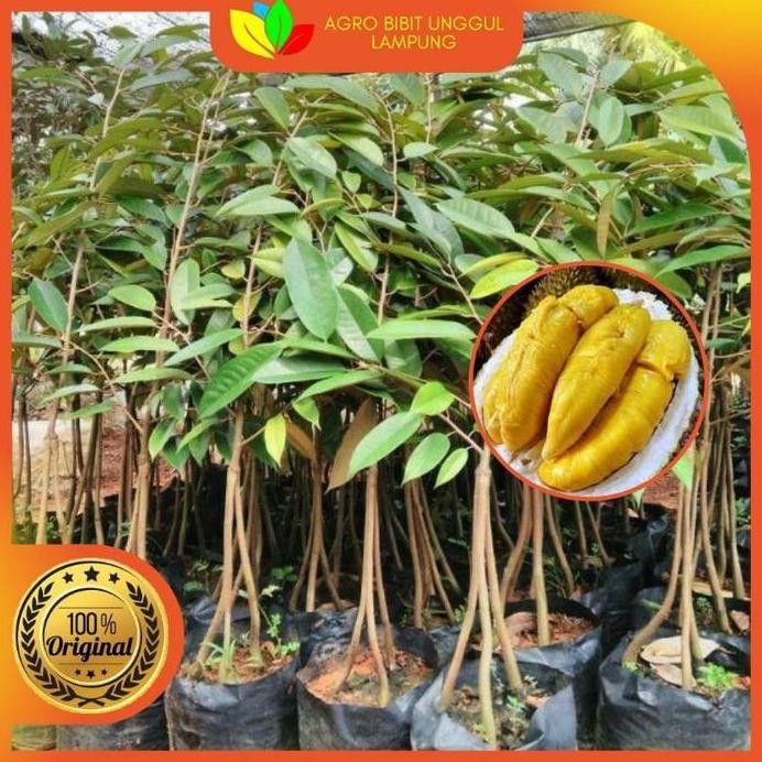 

Terlaris Bibit Durian Bawor Kaki 3 Asli Tanaman Okulasi Cepat Berbuah Pohon